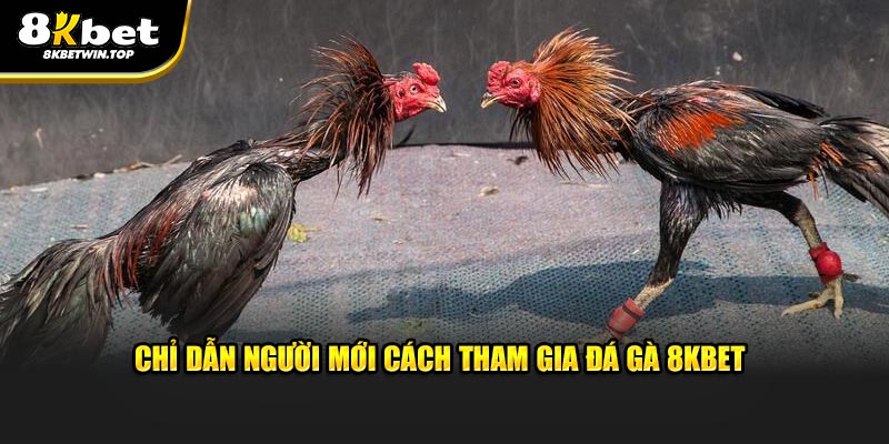 Chỉ dẫn người mới cách tham gia đá gà 8KBET