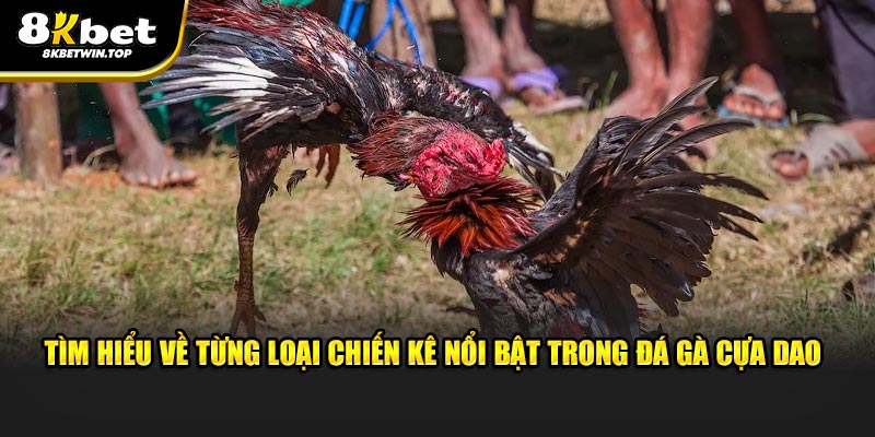 Tìm hiểu về từng loại chiến kê nổi bật trong đá gà cựa dao