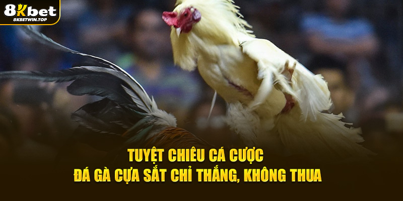 Tuyệt chiêu cá cược đá gà cựa sắt chỉ thắng, không thua