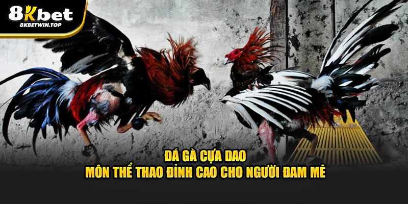 Đá gà cựa dao môn thể thao đỉnh cao cho người đam mê