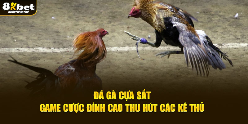 Đá gà cựa sắt game cược đỉnh cao thu hút các kê thủ